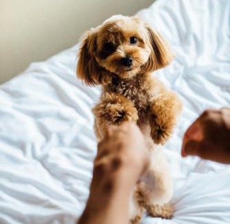 Kanazawa Apartment | Discover Aica TABI-NE: Pet-Friendly Retreat with Hot Tub