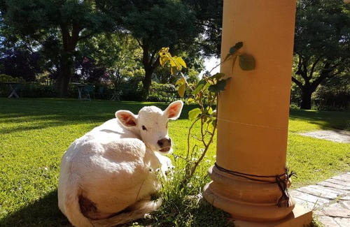 Sampson Flat Bed & Breakfast | Discover AL RU Farm: 4-Star Retreat with Pool & Family Amenities