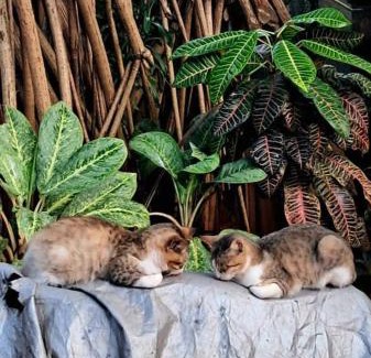 Trincomalee House | Pet-Friendly Escape at Alass Ga: Rated 9.6/10 by Guests