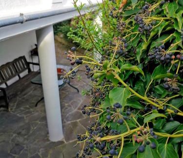 Endingen am Kaiserstuhl Apartment | Family-Friendly Stay at Alexa's Apartment near Europa Park