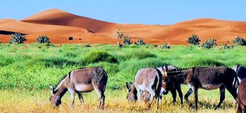 El Gouera Other | Ali Baba Desert Camp
