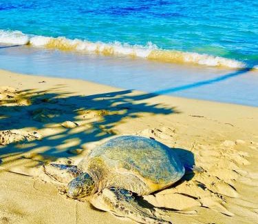 Punaluu Apartment | Aloha Beach Retreat, Ocean Front With AC