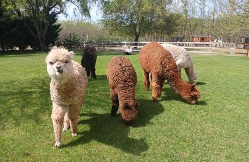 Helvecia Other | Alpacacamp