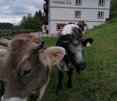 Aspangberg-Sankt Peter Hotel | Alpengasthof Fernblick: Family-Friendly Retreat with Dining