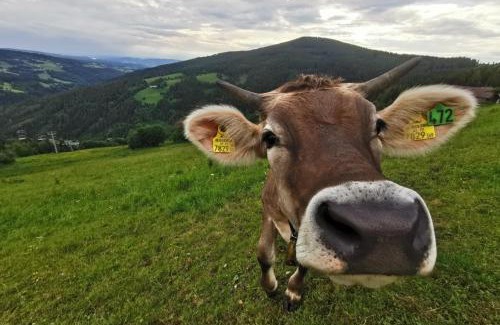 Aspangberg-Sankt Peter Hotel | Alpengasthof Fernblick: Family-Friendly Retreat with Dining