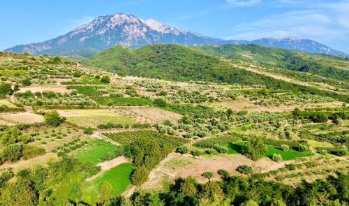 Berat House | Discover Alpeta Agrotourism & Winery in Roshnik, Berat