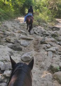 Atlantico Department Other | Alquiler de caballos y cabalgatas por el Atlántico