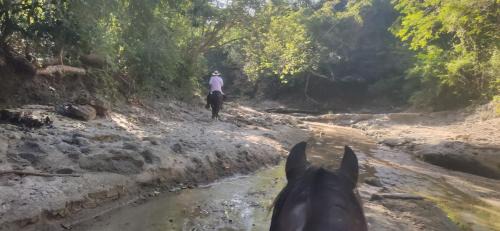 Atlantico Department Other | Alquiler de caballos y cabalgatas por el Atlántico