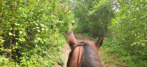 Atlantico Department Other | Alquiler de caballos y cabalgatas por el Atlántico