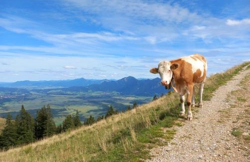 Bad Kohlgrub Apartment | Discover Ammergauer Vier Jahreszeiten: Pet-Friendly Retreat