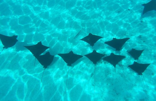 Bora Bora Boat Rental | Discover an Enchanting Cruise Experience in Bora-Bora!