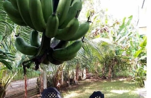 Siquijor House | Cozy Anerose Homestay with Child and Pet-Friendly Rooms