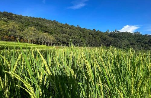 Chom Thong House | Angha forest view บ้านริมไผ่