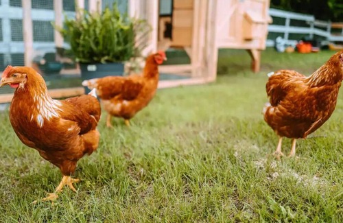 East Gwillimbury Apartment | Animal Sanctuary on 10 Acres w/ Hottub and ICE RINK