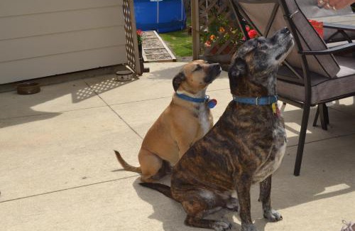 Renwick Bed & Breakfast | Discover Annie's BnB at 7C: Pet Friendly & Top Rated Stay