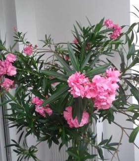 Blaj Apartment | Top-Rated Family-Friendly Apartment in Blaj, Avram Iancu