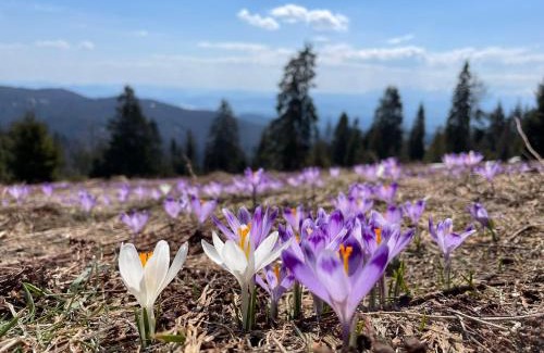 Zakopane Apartment | Top-rated Child-Friendly Stay at Apartament 920m n.p.m.