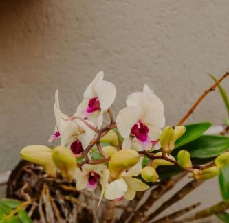 Arraial d'Ajuda Apartment | Oceanfront Comfort at Apartamentos do Bruno - Guest Rated 9.4