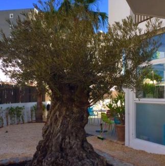Ibiza Town Apartment | Oceanfront Comfort at Apartamentos Es Cantó with Pool Access