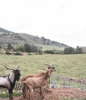 Zorraquin Apartment | Pet-Friendly Apartamentos Turísticos Real Valle Ezcaray