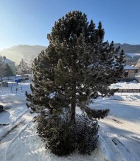 Loucna nad Desnou Apartment | apartmán pod turbínou