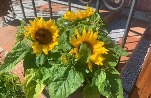 Volenice Apartment | Pet-Friendly Getaway at Apartmán Z.E.M. - 9.6 Rating!