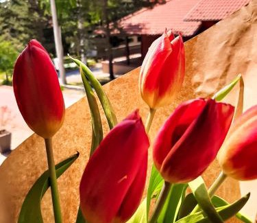 Divcibare Apartment | Relaxing Stay at Apartman TRAG Divčibare - 9.9/10 Rating