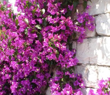 Blato Apartment | Pet-Friendly Apartmani Aida: Guest Rated 9.5/10 Stay