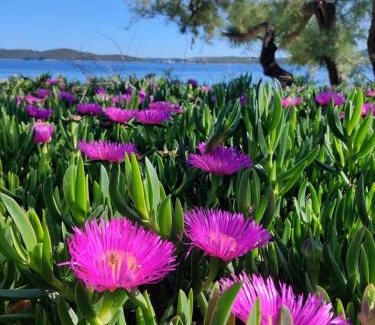 Kuciste Apartment | Relax at Apartmani BaSaDa by the Sea in Kuciste, Peljesac