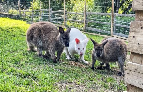 Arrach Apartment | Pet-Friendly Apartment Drexler: Family Comfort Awaits