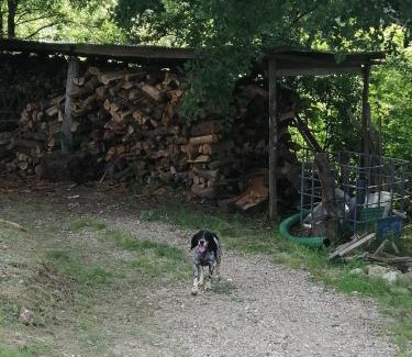 Figline e Incisa Valdarno Apartment | Pet-Friendly Appartamento Bellosguardo: Perfect for Families