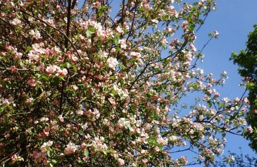 Haademeeste House | Apple Tree Accommodation