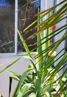Catamarca Apartment | Alborada: Guest Rated 9.3 with Oceanfront Pool Access