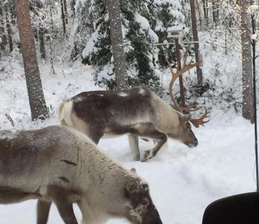 Rovaniemi House | Experience Arctic Circle Guesthouse: Pet & Child Friendly Retreat