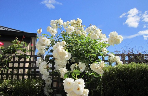 Evandale Cottage | Guest Rated: Arendon Cottage with Breakfast & Kitchen Access