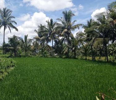 Kecamatan Montong Gading House | Arif Bungalows Lombok