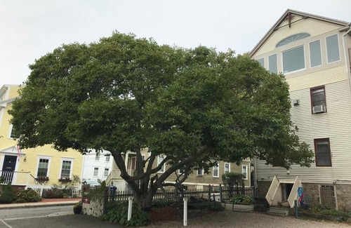 Yachting Village Bed & Breakfast | Artful Lodger: 5-Star Ocean View Retreat with Great Reviews