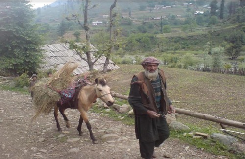 Aru Valley Resort | Family-Friendly Retreat at Aru Camping Resort, J&K