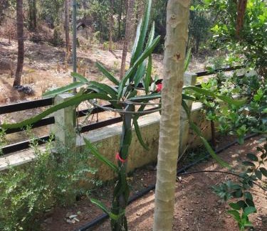 Thrissur House | Comfortable Ashiaana Homestay: Family & Pet Friendly Retreat
