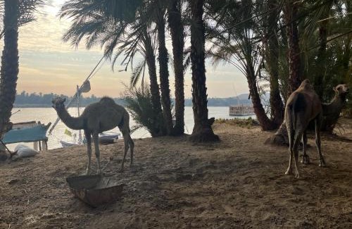 Aswan Boat Rental | Assuan Felucca