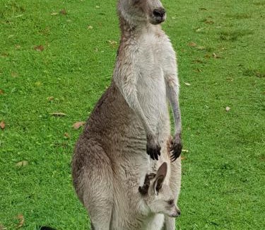 Point Lookout House | Guest Rated 10/10: Family and Pet Friendly at Melaleuca 3