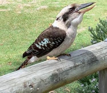 Point Lookout House | Guest Rated 10/10: Family and Pet Friendly at Melaleuca 3