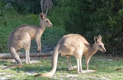 Point Lookout House | Guest Rated 10/10: Family and Pet Friendly at Melaleuca 3