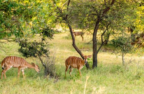Bela-Bela Resort | Relaxing Retreat at ATKV Klein-Kariba with Pool & Spa