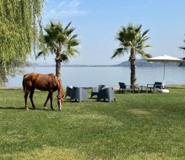 Sapanca Resort | Tranquil Aura Sapanca: Pet-Friendly Retreat with Pool