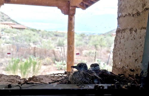 Drexel Heights House | Experience Authentic Tucson: Mud Adobe Casita in Nature