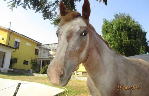 Bagnasco Apartment | Relax and Adventure at Bagnasco 2 - Family Friendly Escape