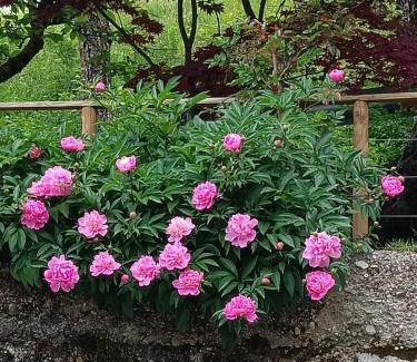 Borgo Valbelluna Bed & Breakfast | Unforgettable Stay at B&B AL VECCHIO CARPINO - 10/10 Rated