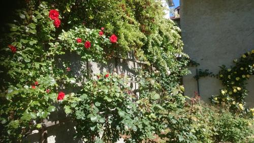 Levice Bed & Breakfast | Pet-Friendly B&B Barbaia with Delicious Breakfast Options