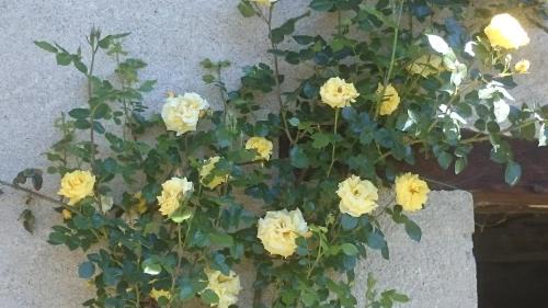 Levice Bed & Breakfast | Pet-Friendly B&B Barbaia with Delicious Breakfast Options